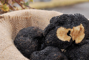Trufe negre de Norcia, o perlă a Umbriei 